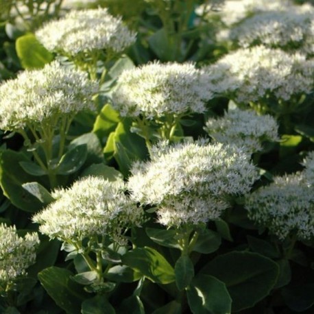 Sedum telephium 'Stardust'