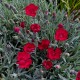 Dianthus gratianopolitanus 'Bombardier'