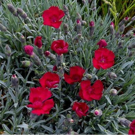 Dianthus gratianopolitanus 'Bombardier'