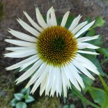 Echinacea purpurea 'La Reine'