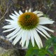 Echinacea purpurea 'La Reine'