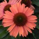 Echinacea purpurea 'Meditation Orange'