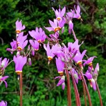 Dodecatheon meadia