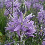 Camassia leichtlinii 'Caerulea'