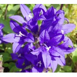 Campanula glomerata 'Joan Eliott'