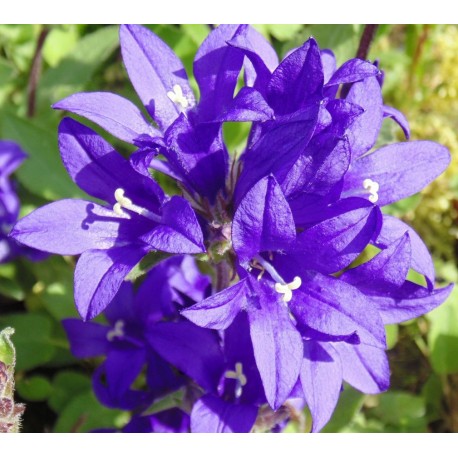 Campanula glomerata 'Joan Eliott'