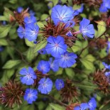 Ceratostigma willmottianum