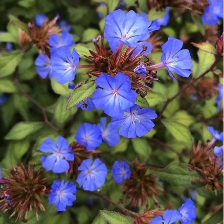 Ceratostigma willmottianum