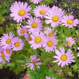 Chrysanthemum rubellum 'Clara Curtis'