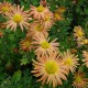 Chrysanthemum rubellum 'Mary Stocker'