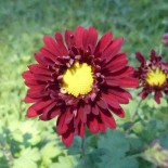 Chrysanthemum (Dendrathema) indicum 'Ceddie Mason'