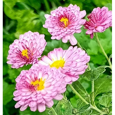 Chrysanthemum indicum 'Anastasia'