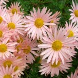 Chrysanthemum x 'Sheffield Pink'