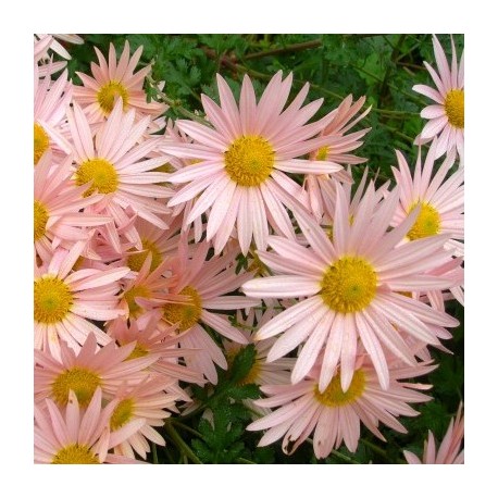 Chrysanthemum x 'Sheffield Pink'