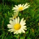 Chrysanthemum (Dendrathema) groenlandicum