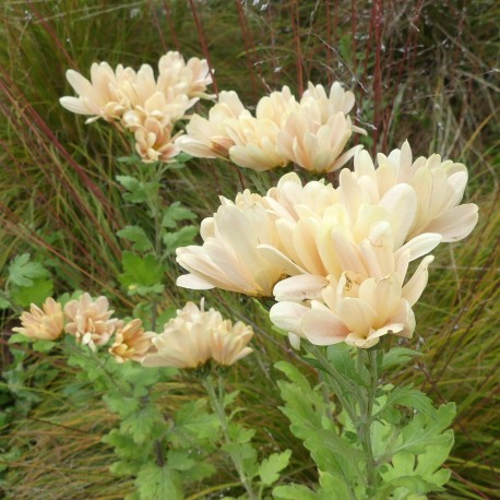 Chrysanthemum (Dendrathema) 'Champagne' (simple)