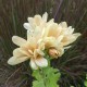 Chrysanthemum (Dendrathema) 'Champagne' (simple)