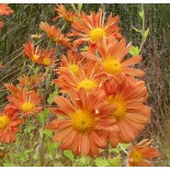 Chrysanthemum (Dendrathema) 'Cottage Orange'