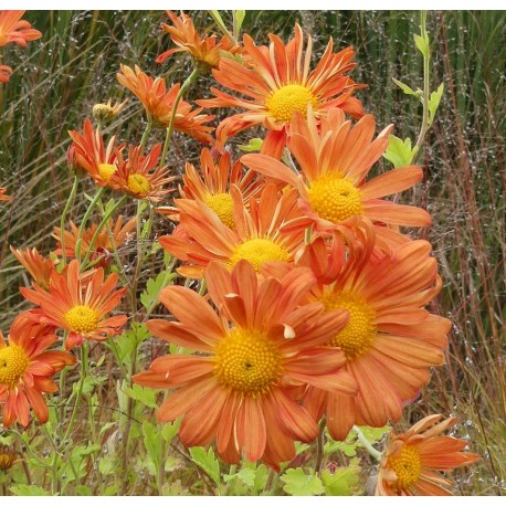 Chrysanthemum (Dendrathema) 'Cottage Orange'