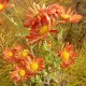 Chrysanthemum (Dendrathema) 'Cottage Orange'