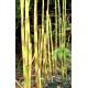 Equisetum fluviatilis