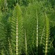 Equisetum telmateia