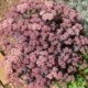 Sedum 'Xenox'