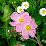 Cistus skanbergii