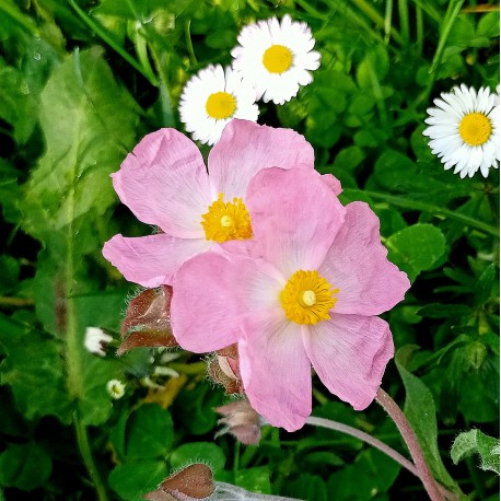 Cistus pulverulensis