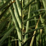 Arundo plinii