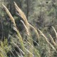 Arundo plinii