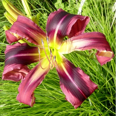 Hemerocallis 'Purple Tarantula'