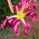 Hemerocallis 'Purple Tarantula'