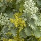 Buddleya glomerata