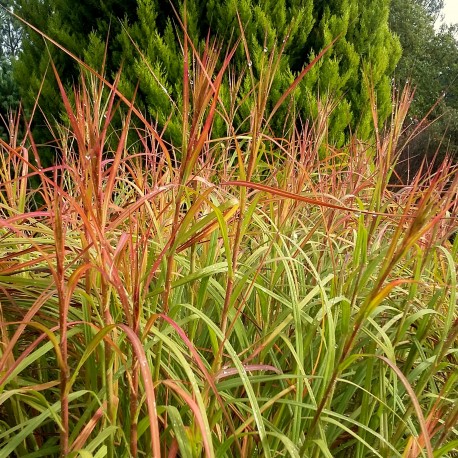 Themeda triandra 'Japonica'