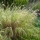 Themeda triandra 'Japonica'