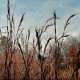 Themeda triandra 'Japonica'