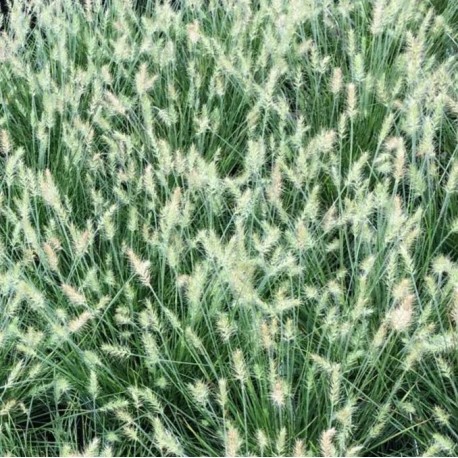 Pennisetum alopecuroïdes 'Little Bunny'