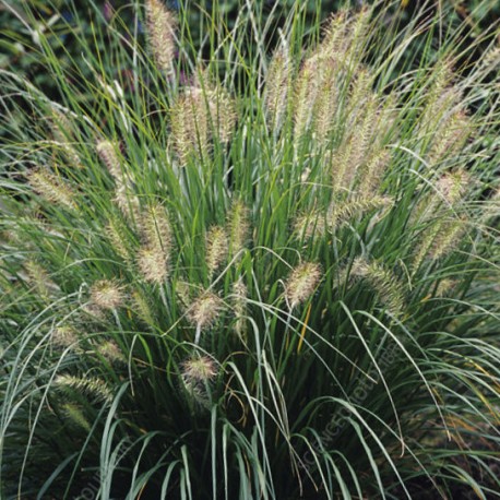 Pennisetum alopecuroïdes 'Woodside'