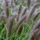 Pennisetum alopecuroïdes 'Moudry'