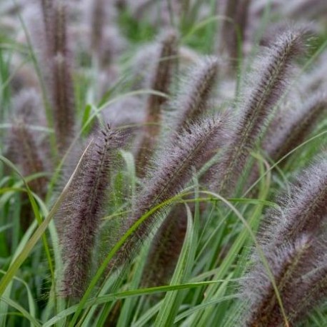 Pennisetum alopecuroïdes 'Moudry'