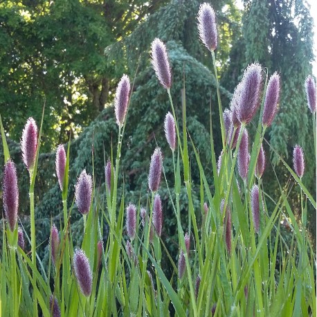 Pennisetum massaicum 'Red Bunny'