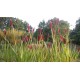 Pennisetum massaicum 'Red Bunny'