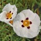 Cistus purpureus 'Alan Frad'