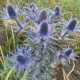 Eryngium planum