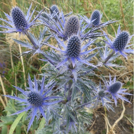 Eryngium planum