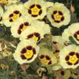 Halimiocistus wintonensis ‘Merrist Wood Cream' Syn: Cistus x revolii