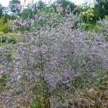 Limonium latifolium