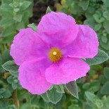 Cistus x pulverulentus