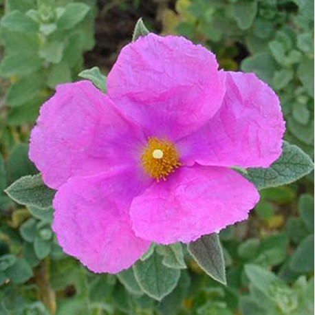 Cistus x pulverulentus